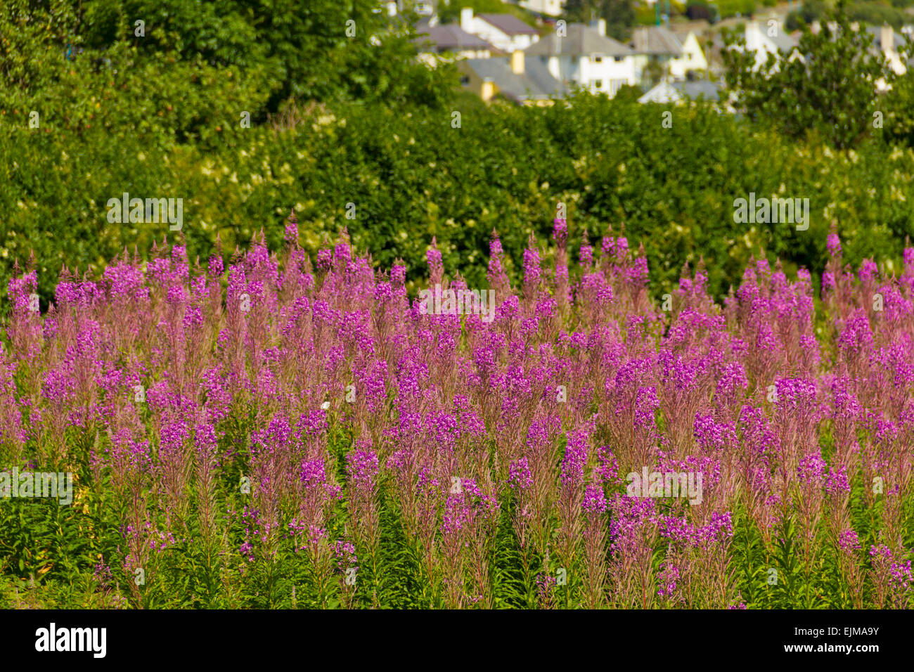Field of lupin (lupinus) overlooking town of Criccieth, North Wales, Gwynedd, United Kingdom Stock Photo