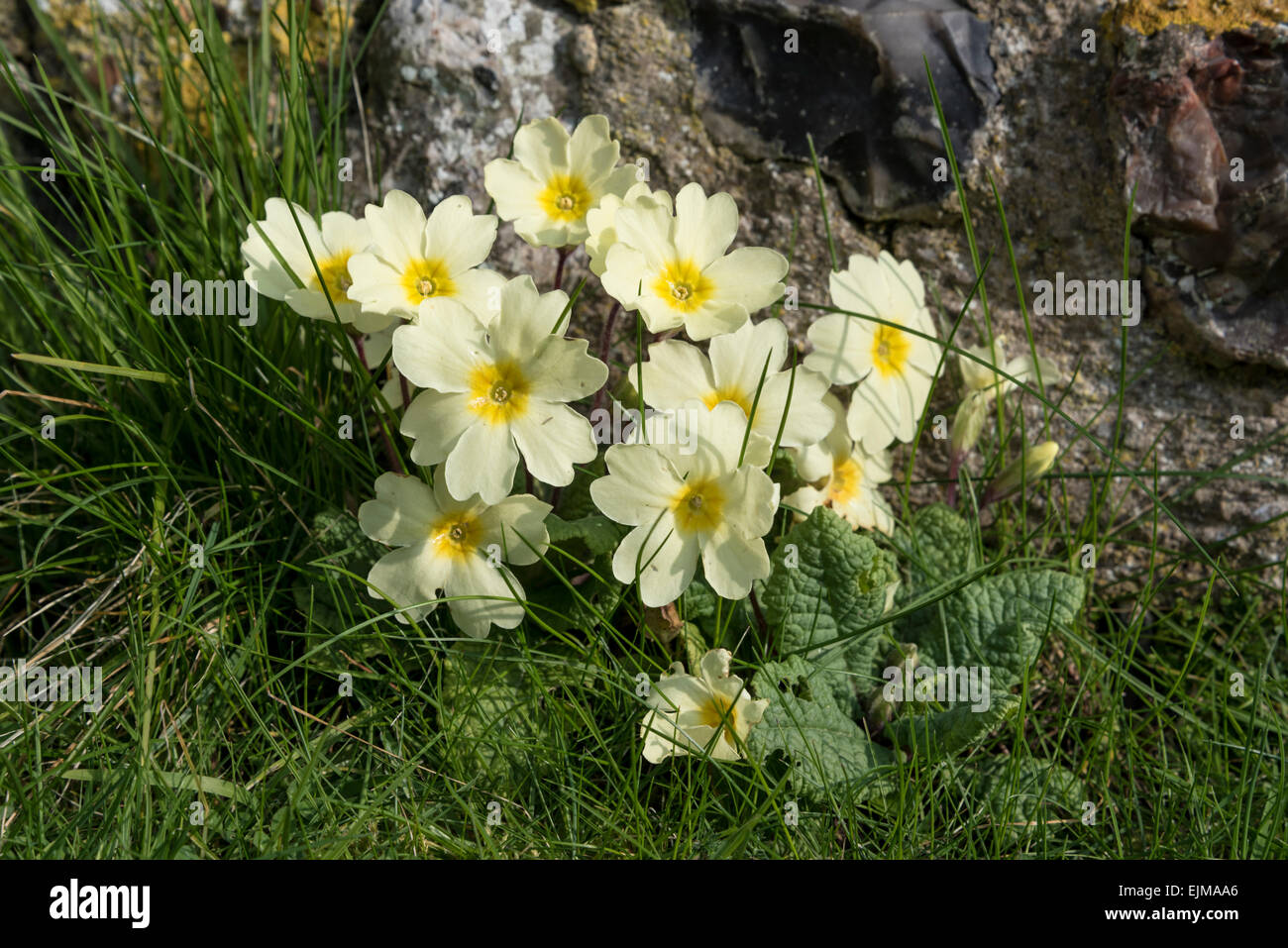 A small clump of Primroses growing next to a stone wall Stock Photo