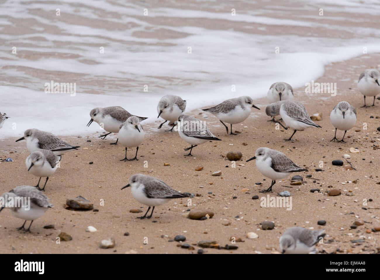 Part of a flock of Sanderling on the beach at Shoeburyness, Essex on a winter's day Stock Photo