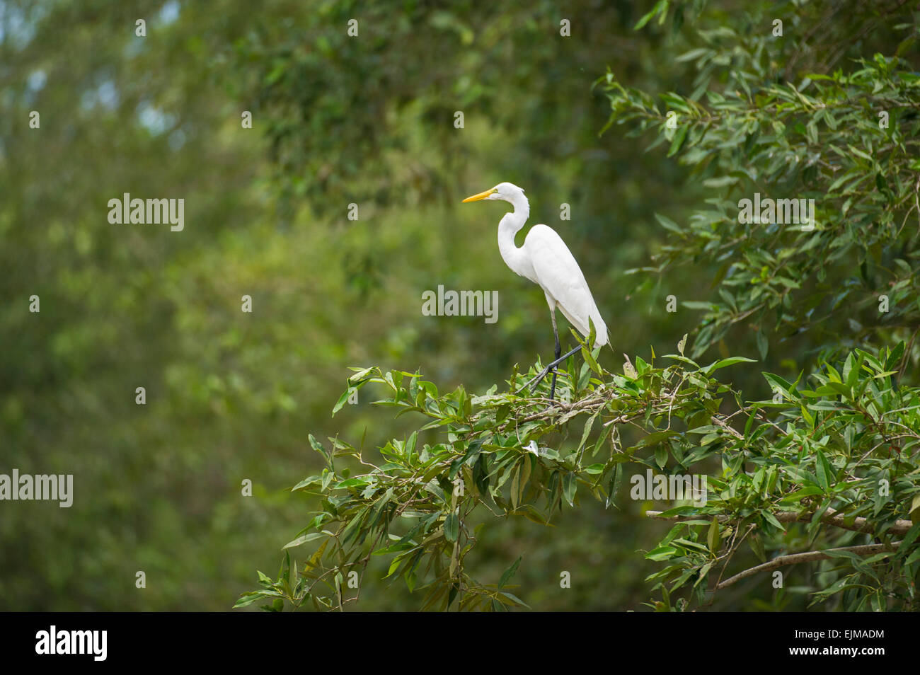 Great Egret (Ardea alba), Bigi Pan, Suriname Stock Photo