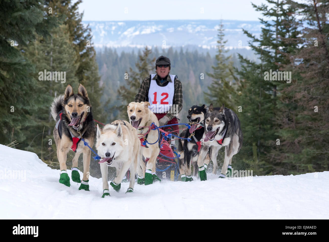Eagle Cap Extreme dogsled race in Oregon's Wallowa Mountains Stock