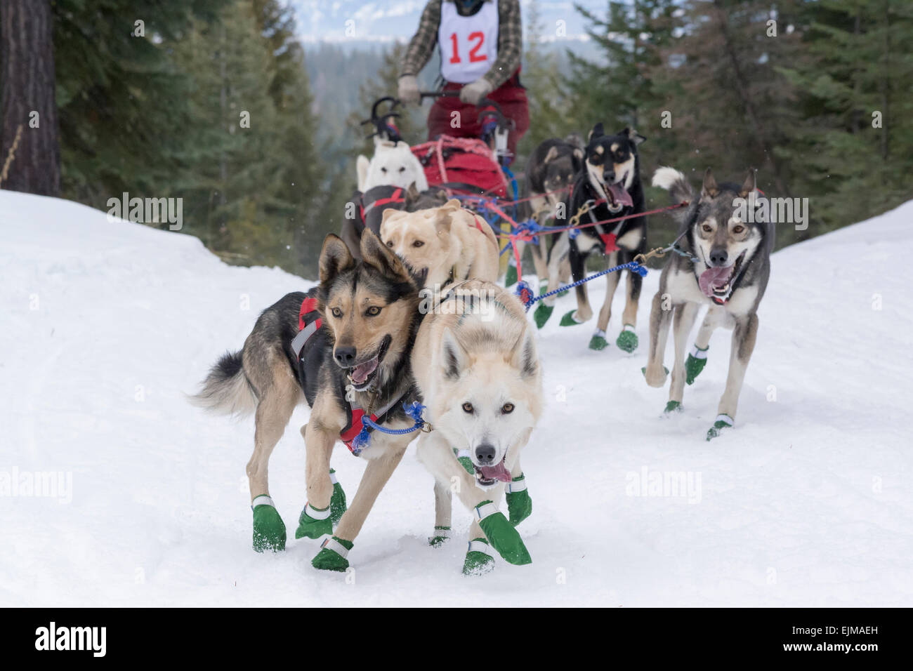 Eagle Cap Extreme dogsled race in Oregon's Wallowa Mountains Stock