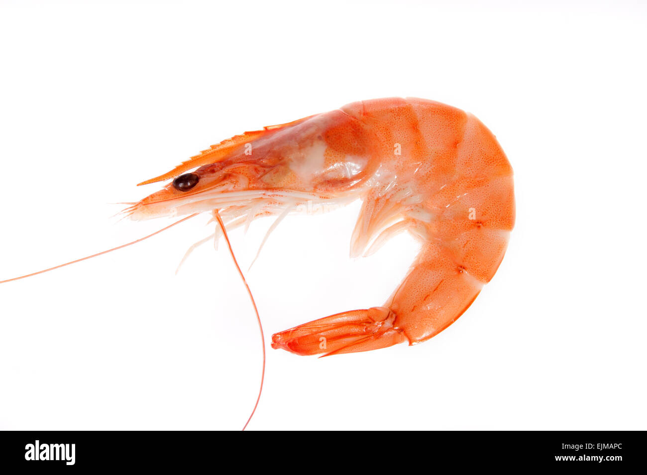 Single shrimp isolated on white Stock Photo Alamy