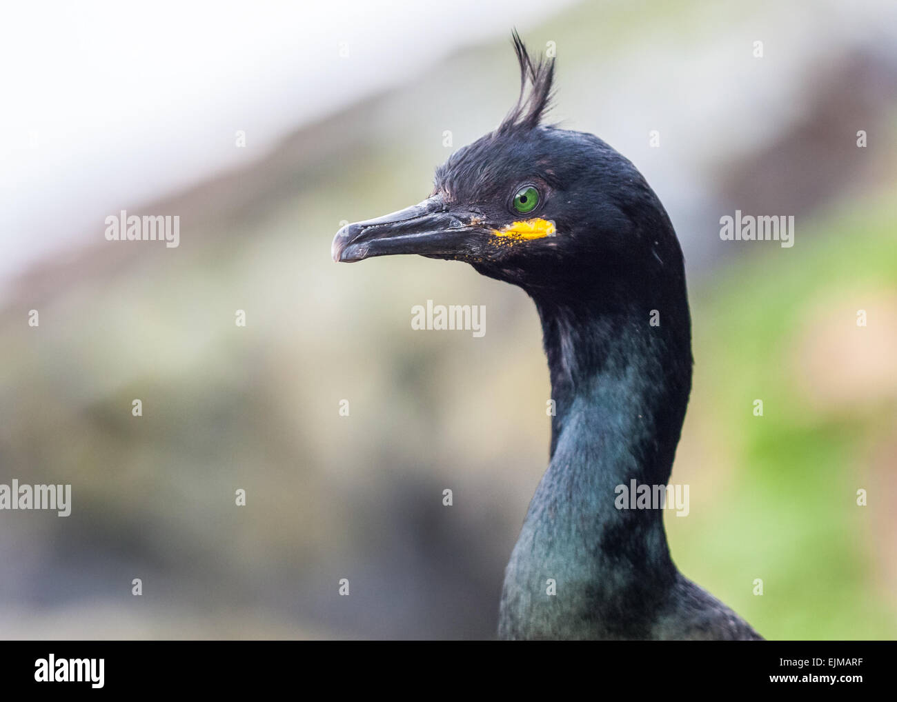 European shag (Phalacrocorax aristotelis) Stock Photo