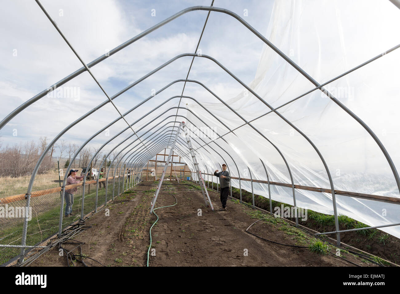 Pulling plastic covering over a greenhouse Stock Photo Alamy