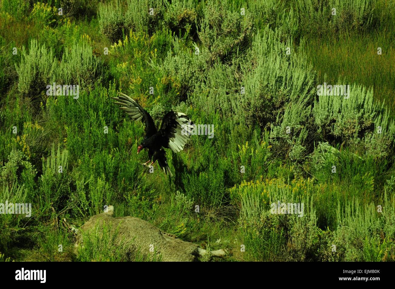 Turkey Vulture about to land on carrion Colorado USA Stock Photo