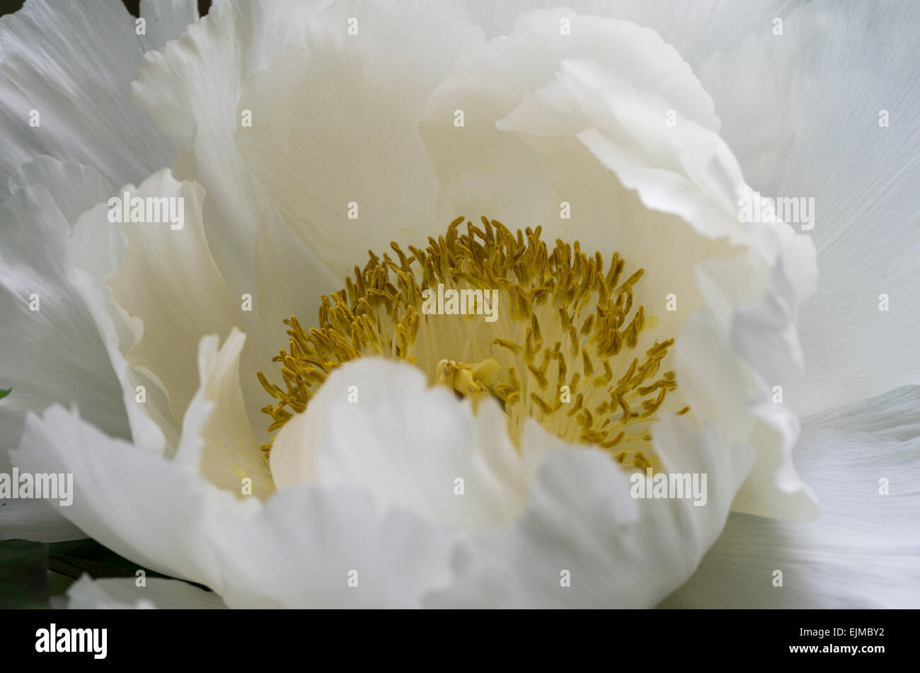 anemone blossoming in the faint sunlight with yellow stamen Stock Photo