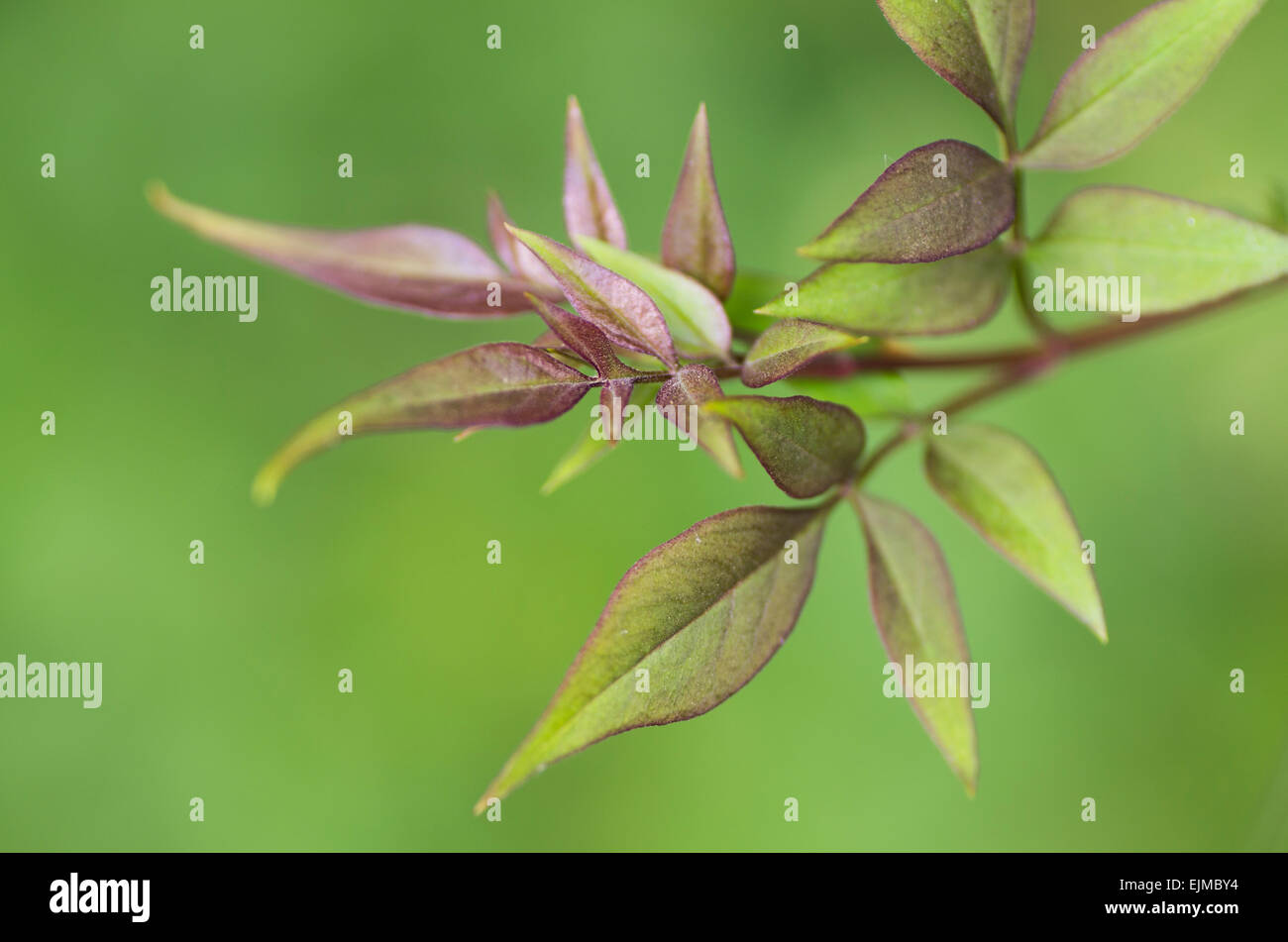 Greenish pink jasmine leaves on green background Stock Photo
