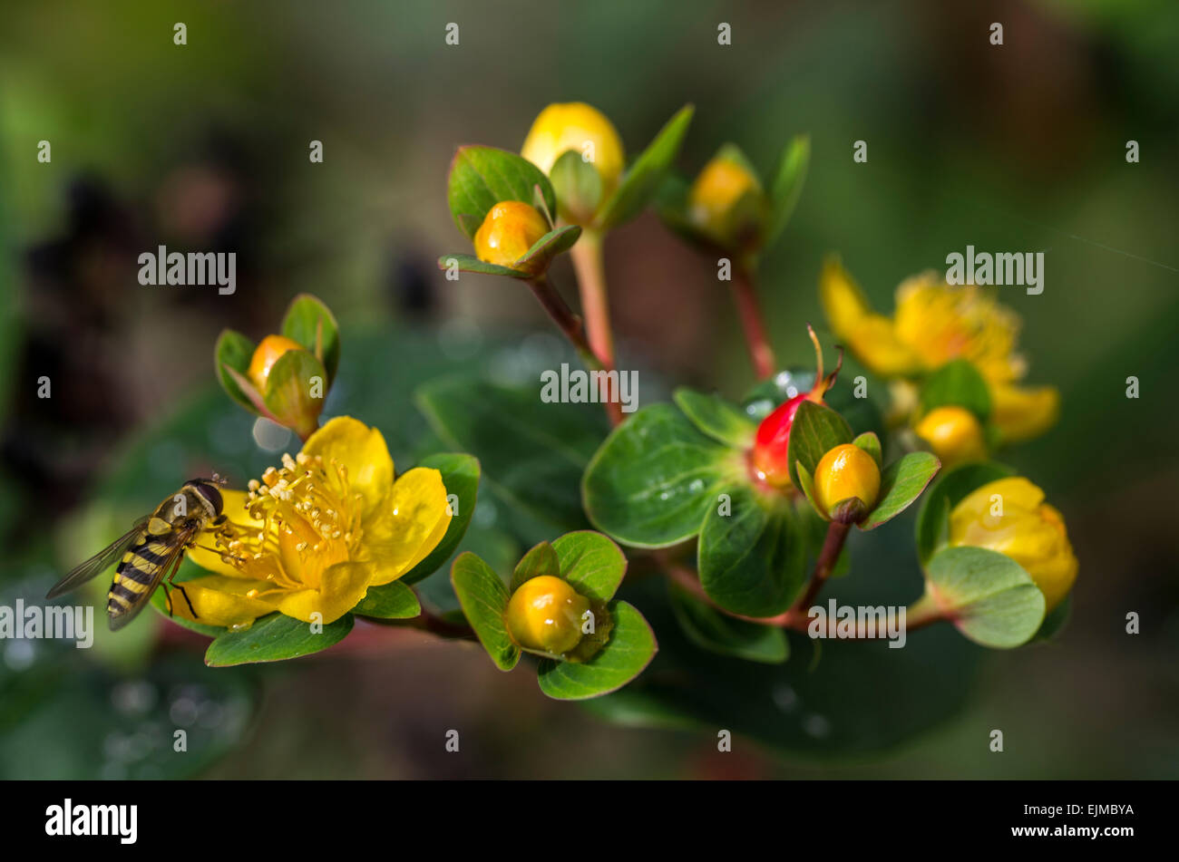 Yellow celandine flowers with a wasp pollinating them and red and green buds or berries Stock Photo