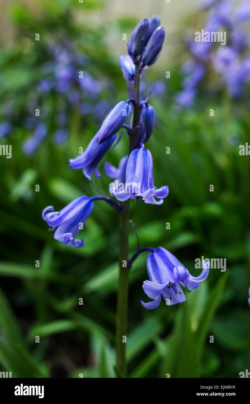 Hyacinthoides, Endymion non-scriptus or Scilla non-scripta is a bulbous perennial plant commonly known as the bluebell Stock Photo