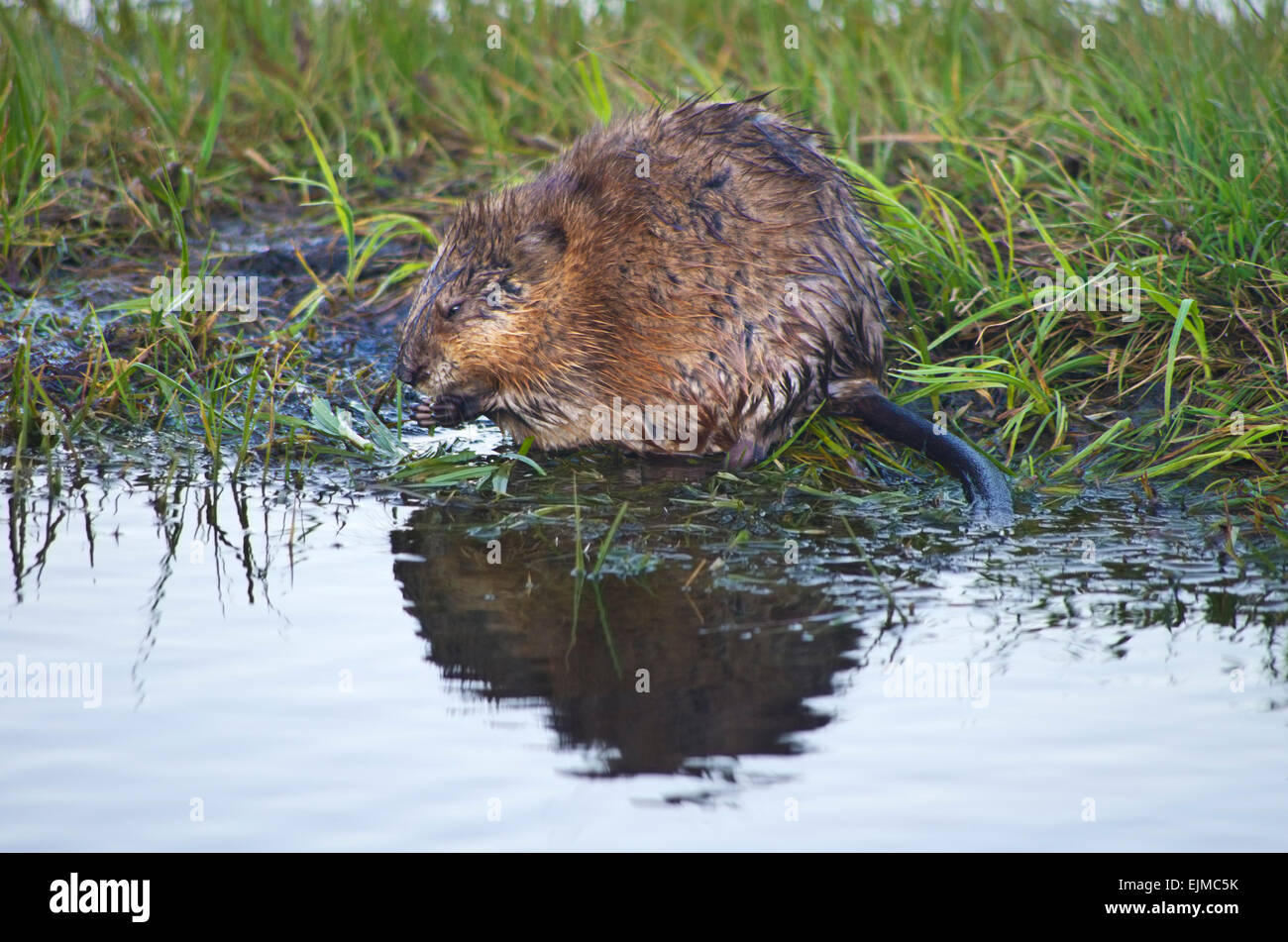 Muskrat sitting on shore by the water eating, Yellowstone National Park, Wyoming, United States. Stock Photo