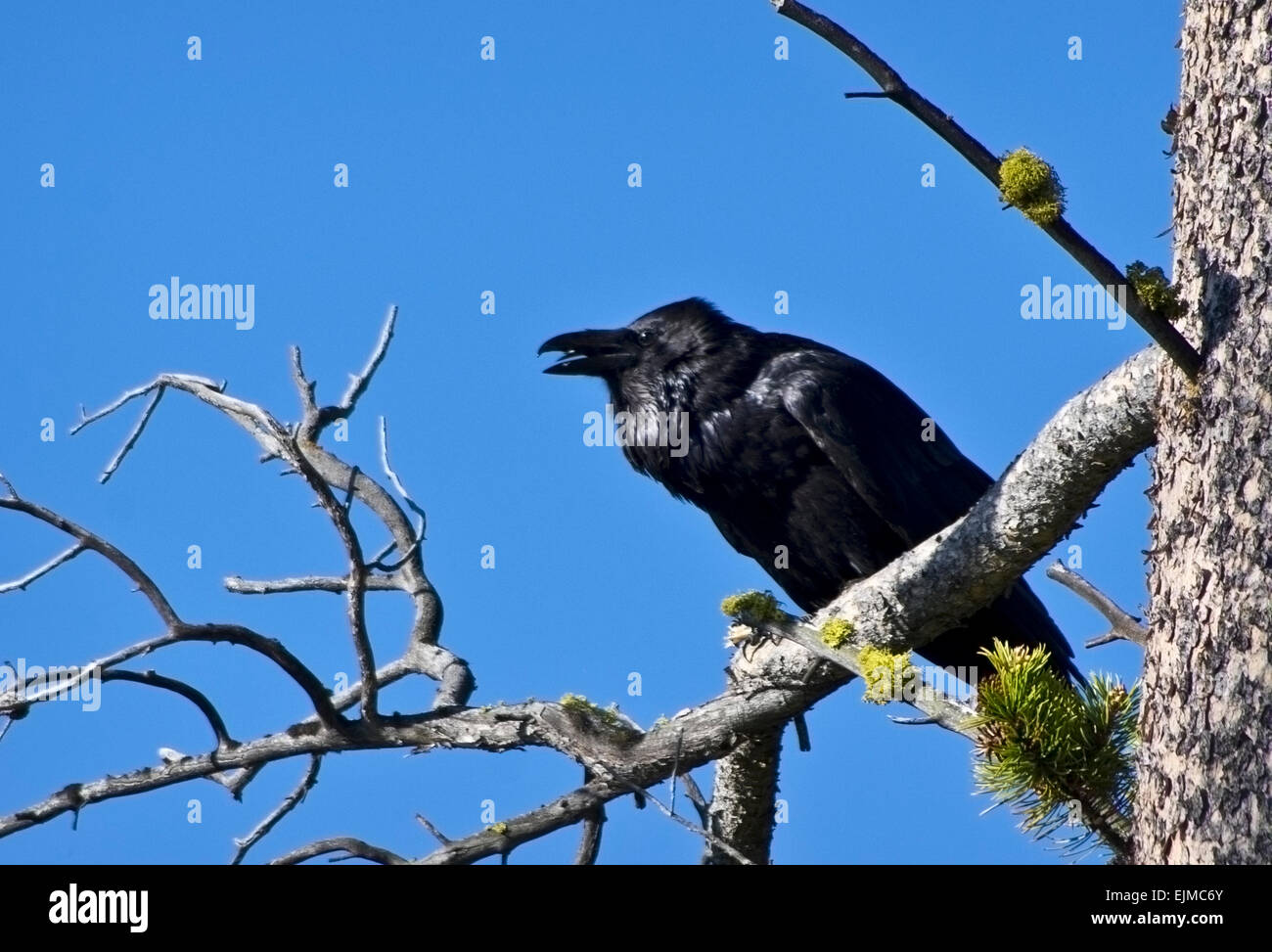 Raven with open mouth hires stock photography and images Alamy