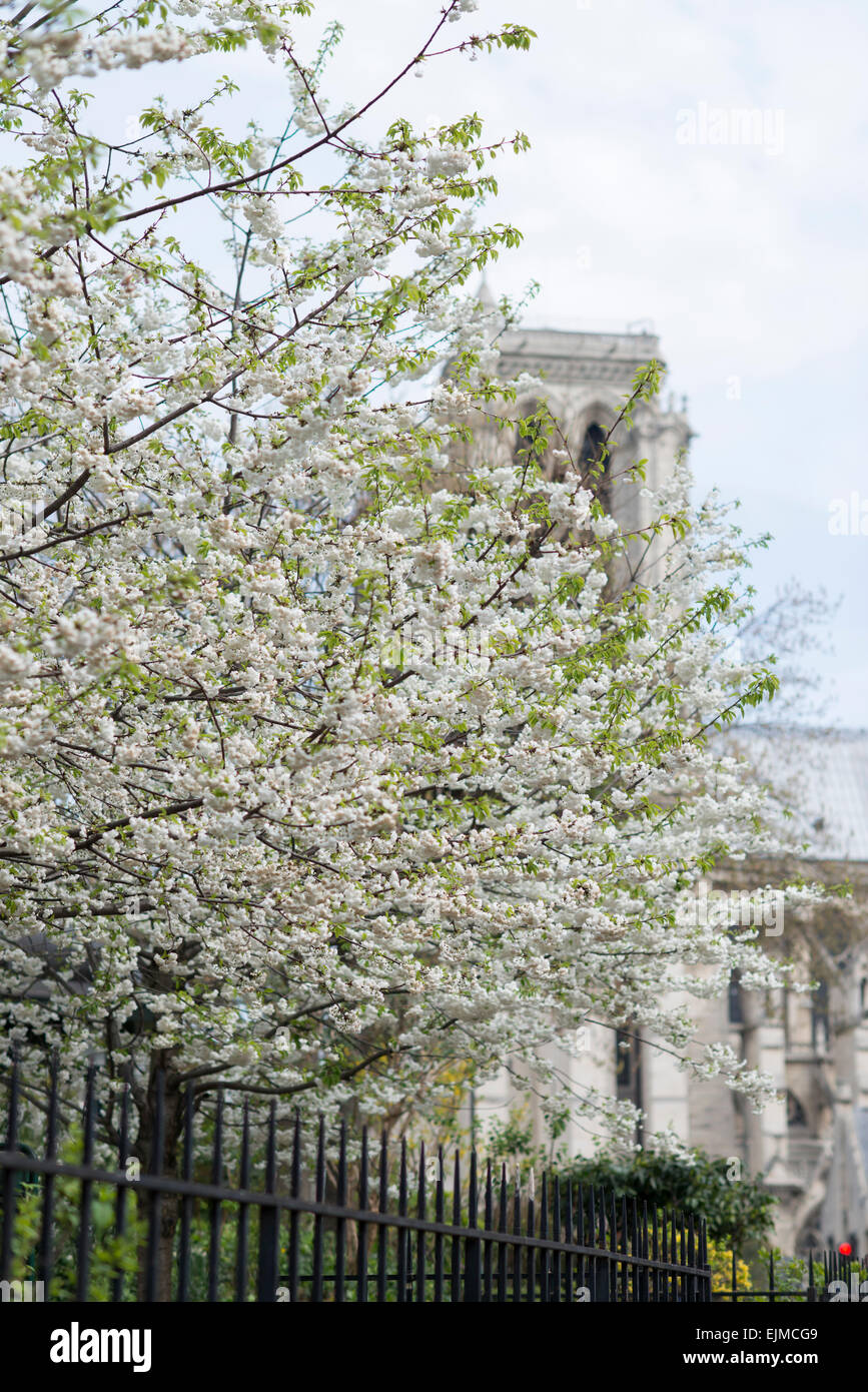 Mount Fuji cherry trees blooming in front of Notre Dame Cathedral in Paris, France Stock Photo