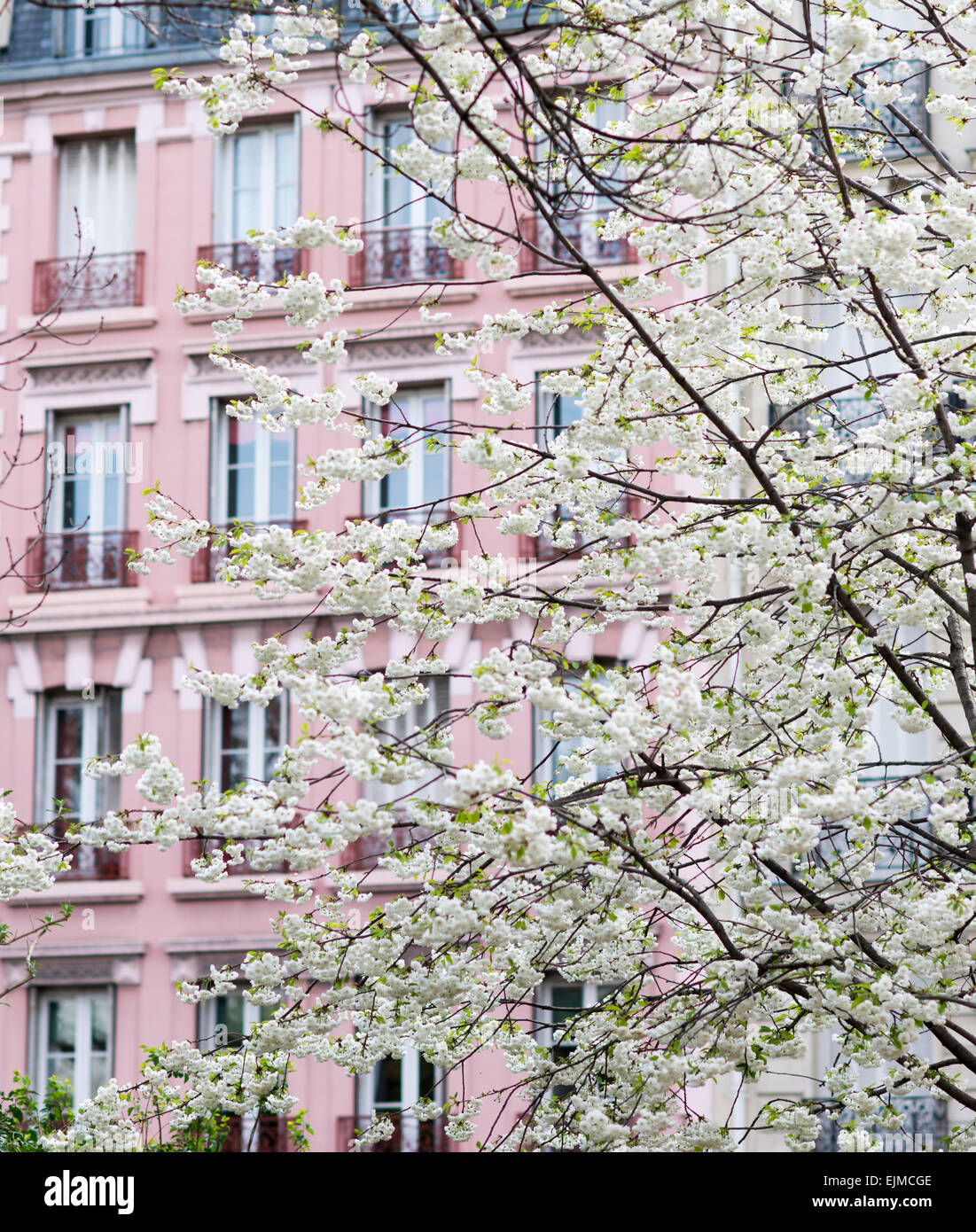 Mount Fuji cherry trees blooming in front of a building in Paris, France Stock Photo