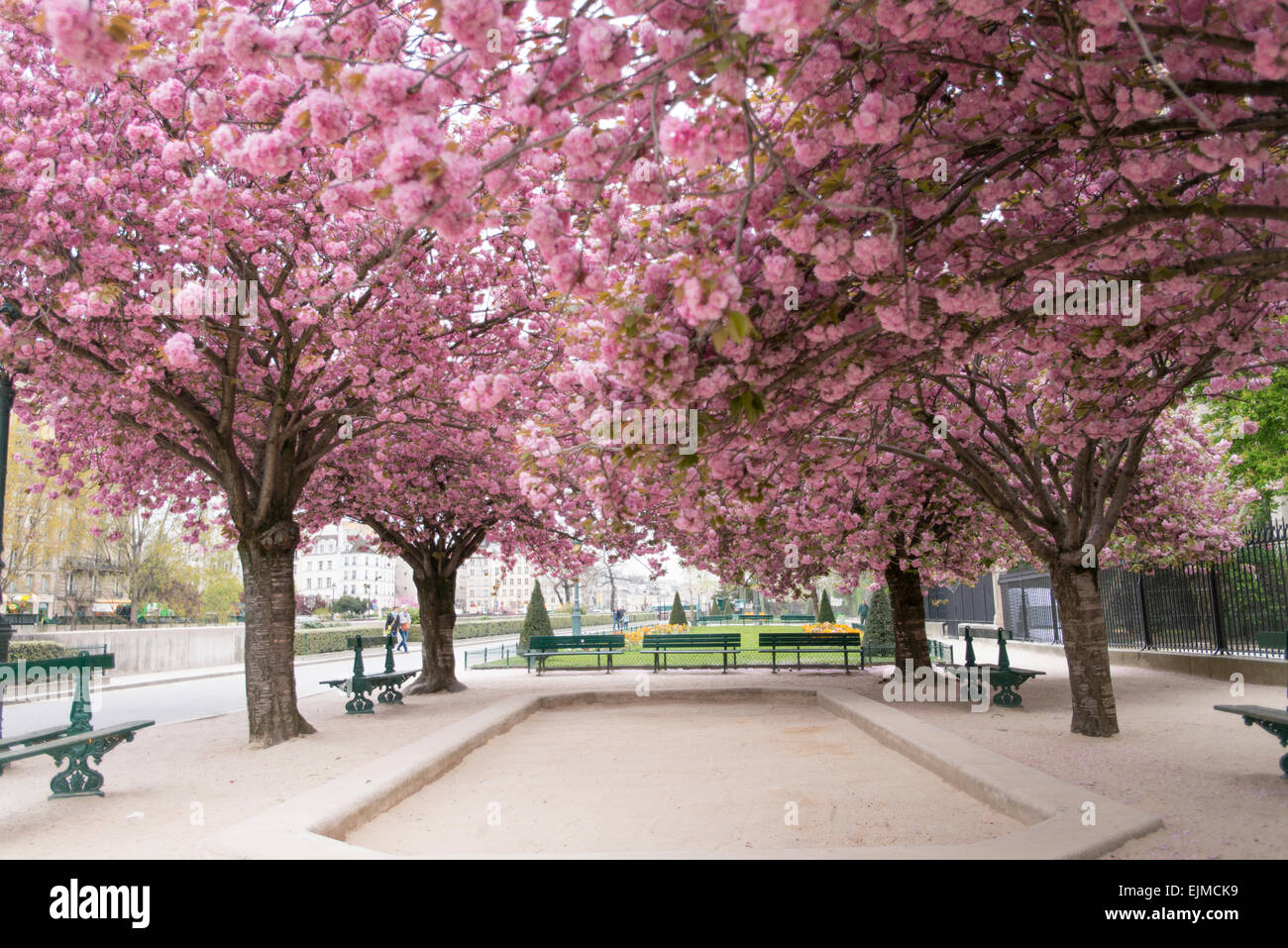 Kwanzan cherry trees blooming in the gardens at Notre Dame Cathedral, Paris, France Stock Photo