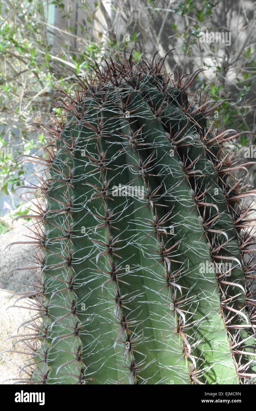 Biznaga cactus with hooked and straight spines Stock Photo