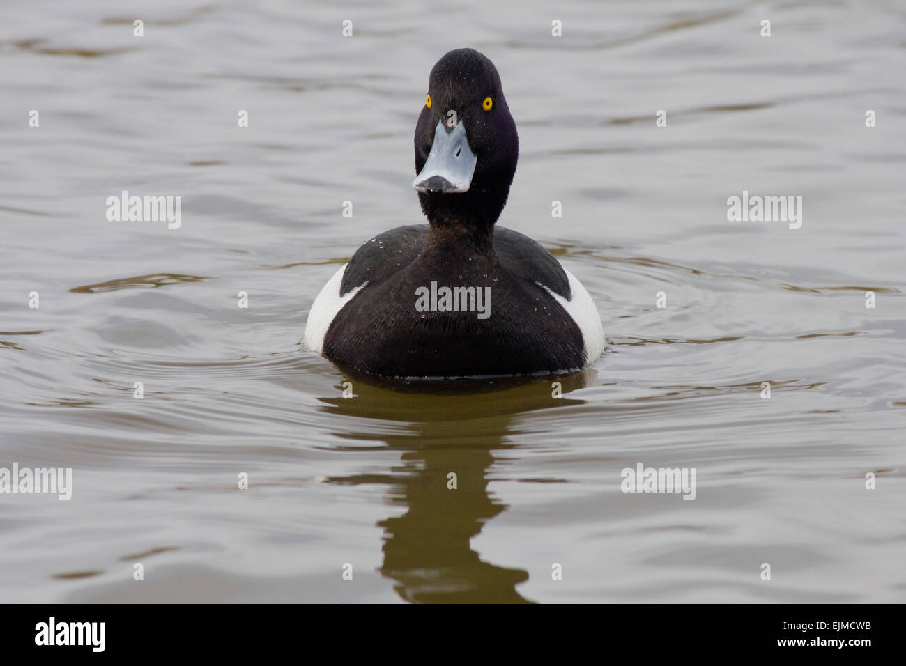 Tufted duck swimming. Aythya fuligula. Stock Photo
