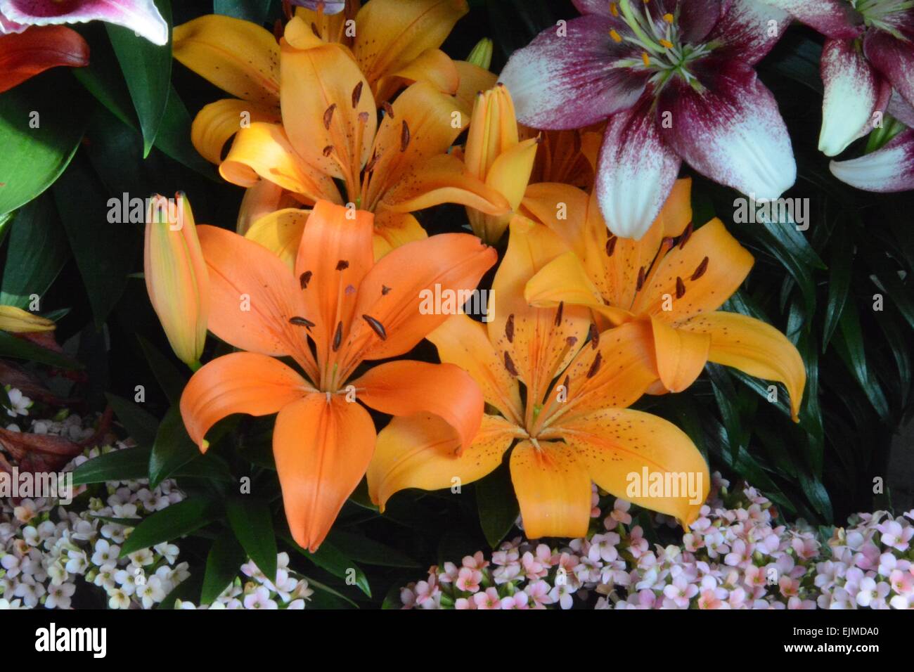 Orange Lilies Albuquerque, New Mexico - USA Stock Photo