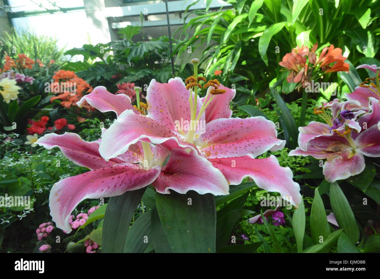 Pink and White Lilies Albuquerque, New Mexico - USA Stock Photo