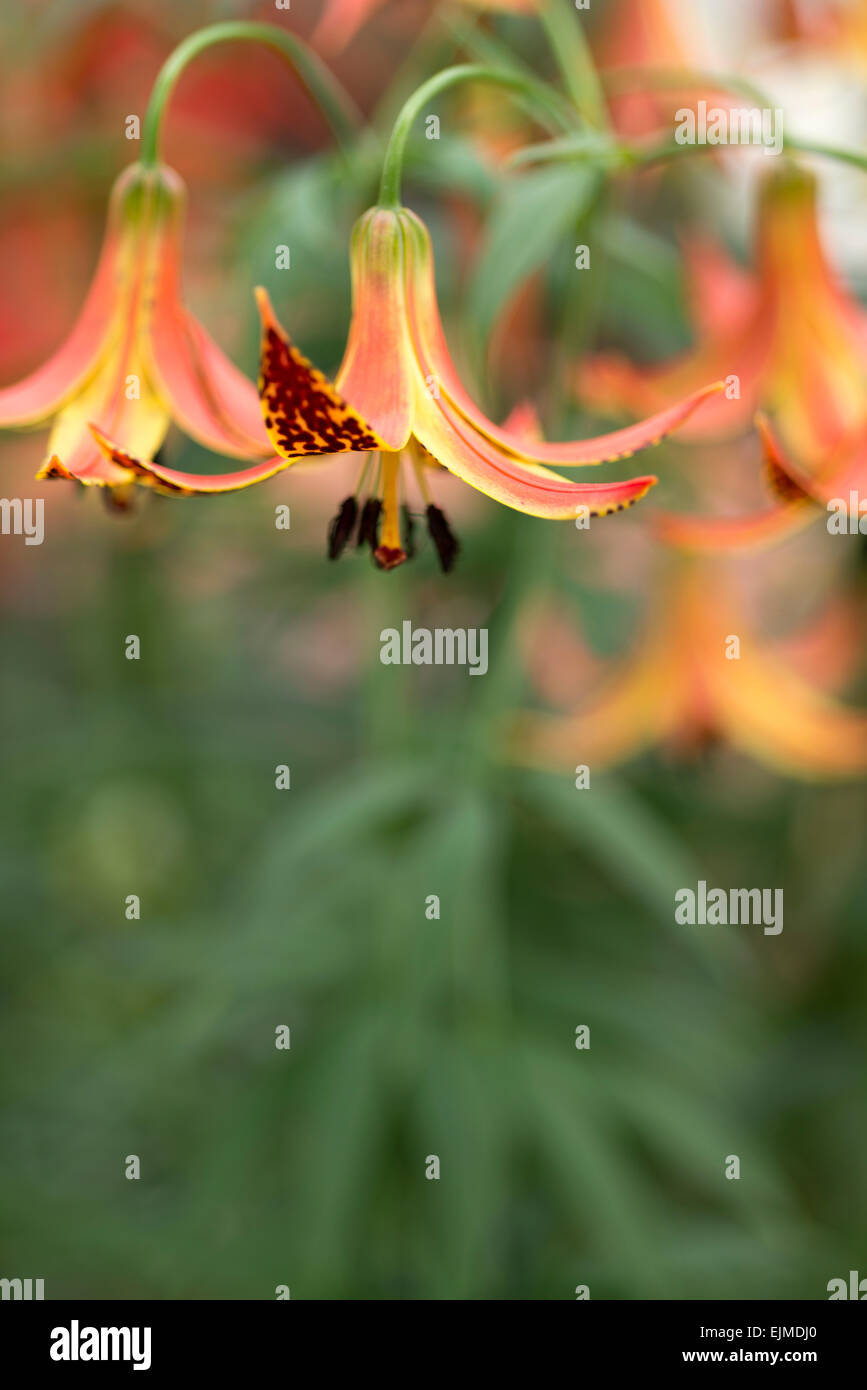 Canada lily hi-res stock photography and images - Alamy