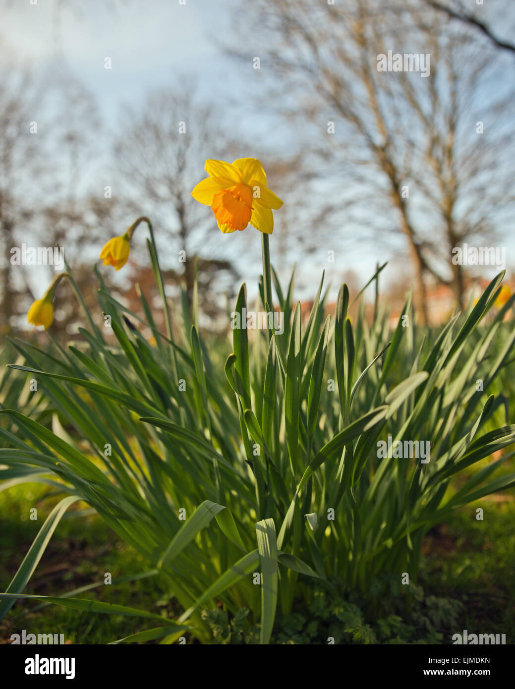 daffodils park UK trees spring flowers Stock Photo
