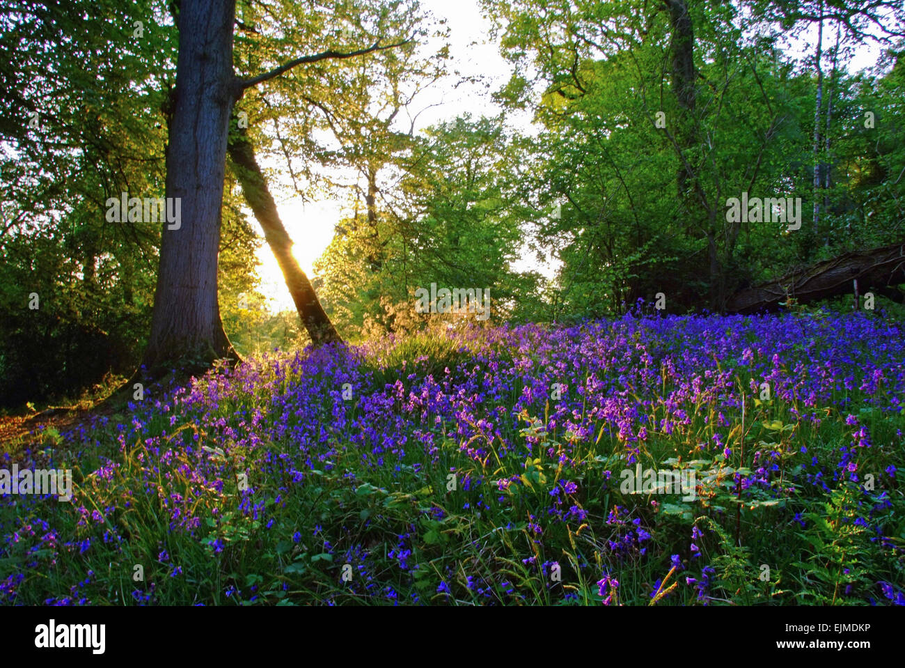 Blue bells in the New Forest Hampshire Stock Photo - Alamy