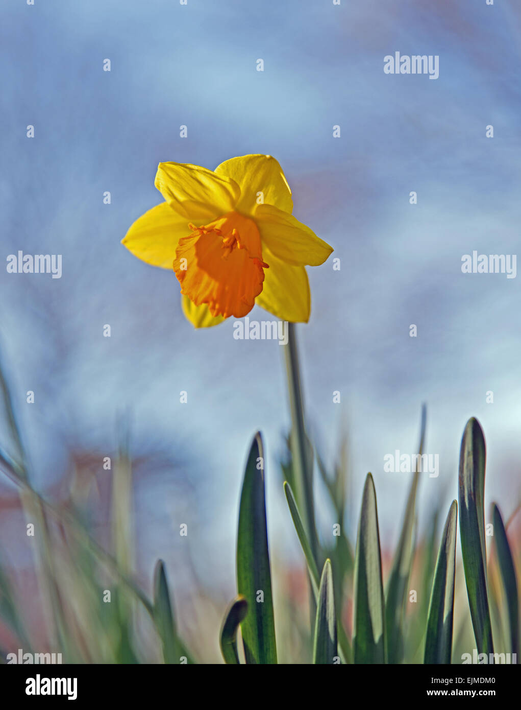 Low angle view of daffodils in park UK Stock Photo