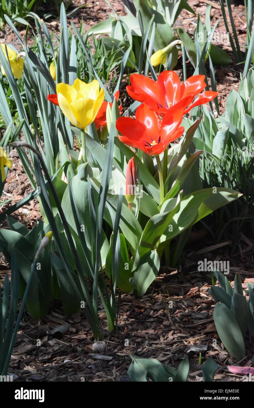 Yellow Tulip commanding attention among Red Tulips Albuquerque, New Mexico - USA Stock Photo