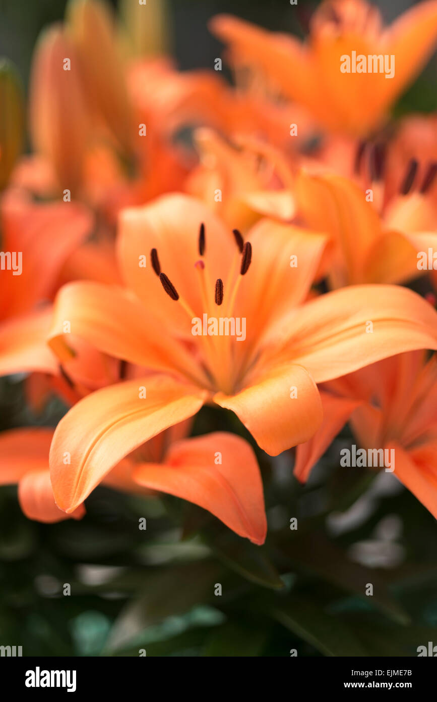Lilium Orange Matrix, Asiatic lily Stock Photo - Alamy