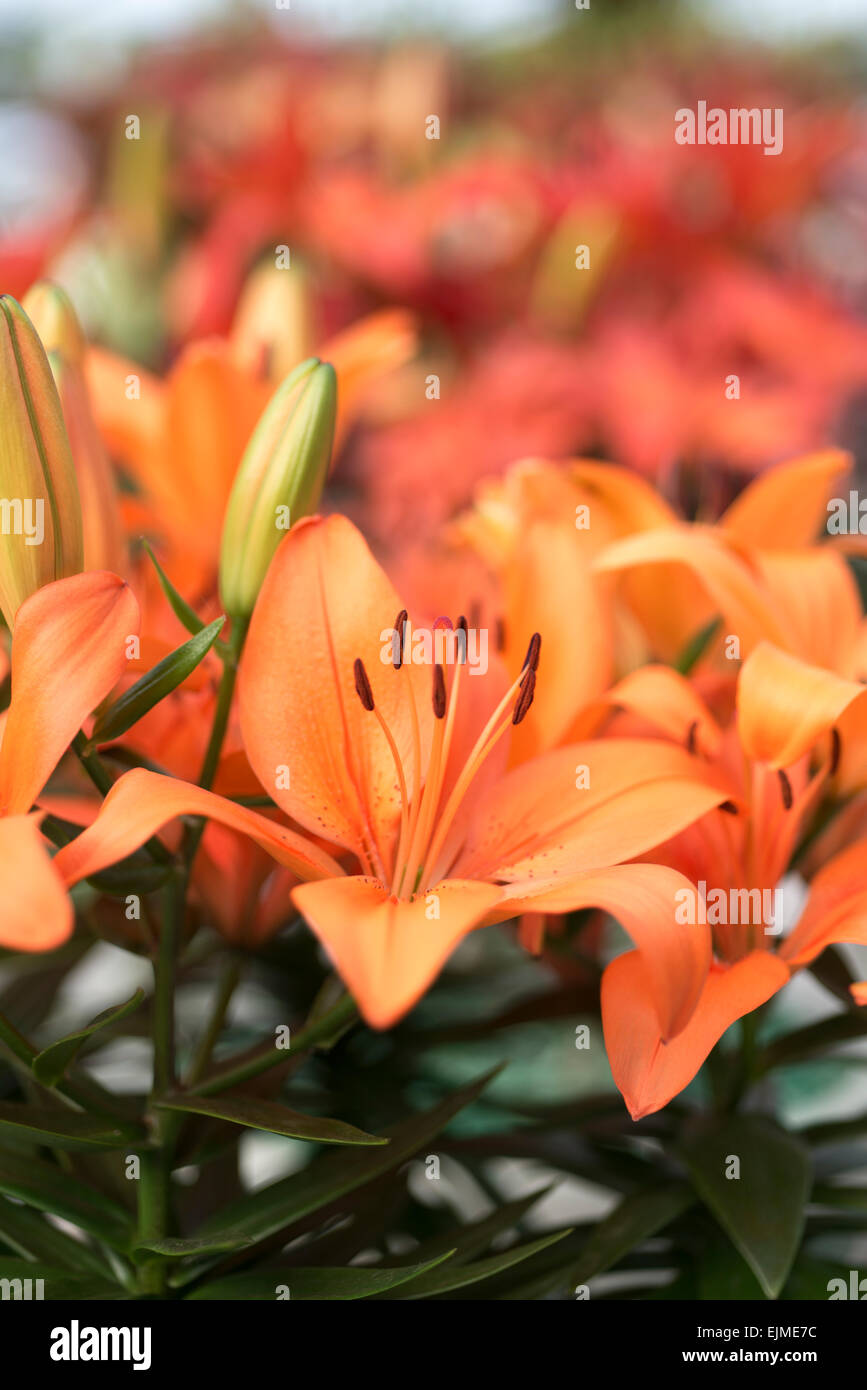 Lilium Orange Matrix, Asiatic lily Stock Photo Alamy