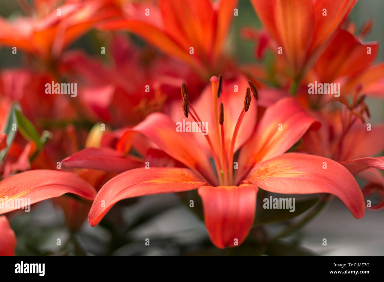 Lilium Matrix, Asiatic lily Stock Photo Alamy