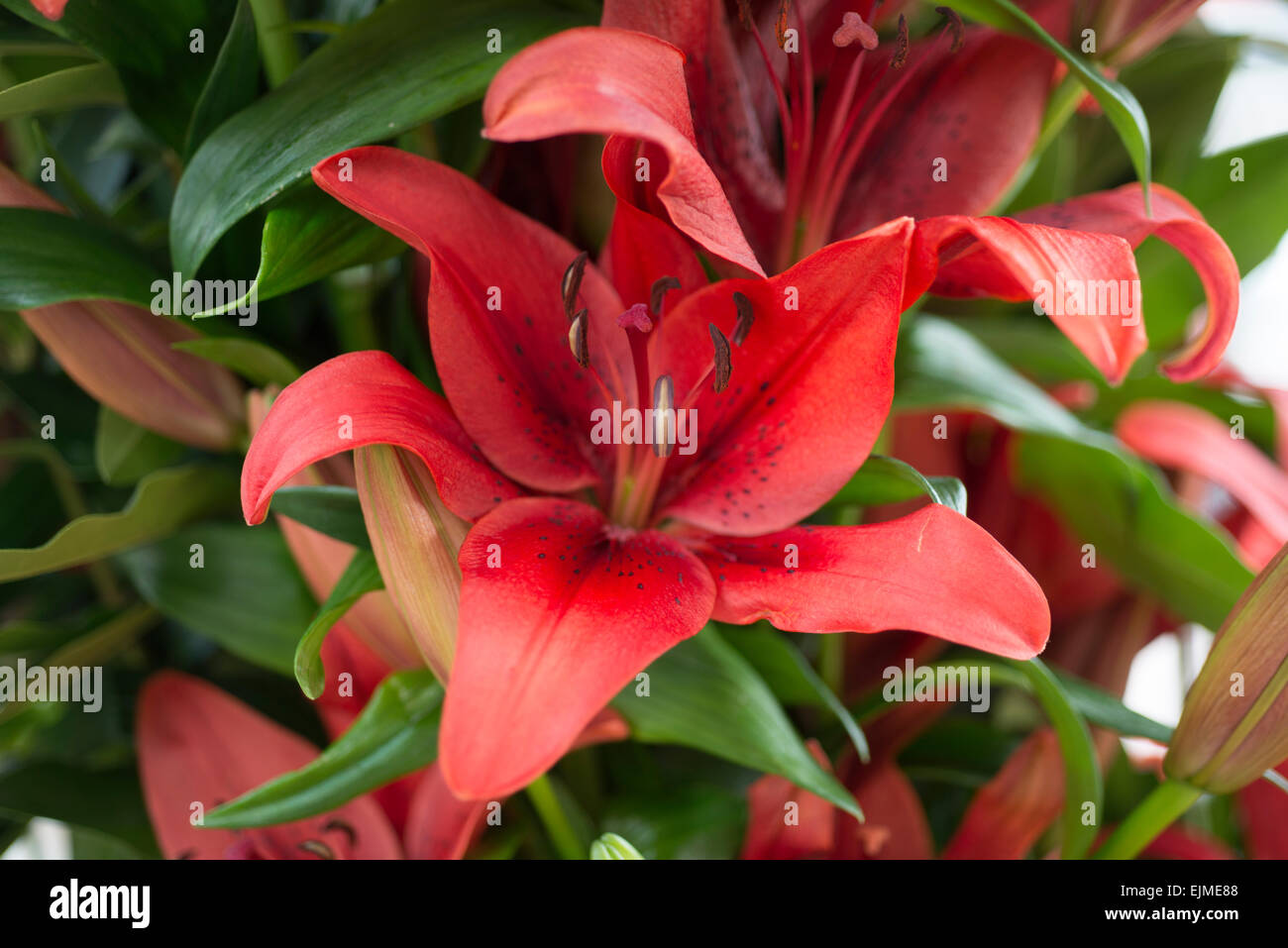 Lilium Original Love, Asiatic lily flower Stock Photo