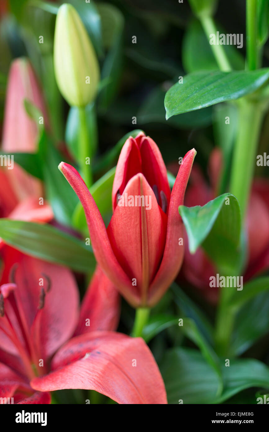 Lilium Original Love, Asiatic lily flower Stock Photo