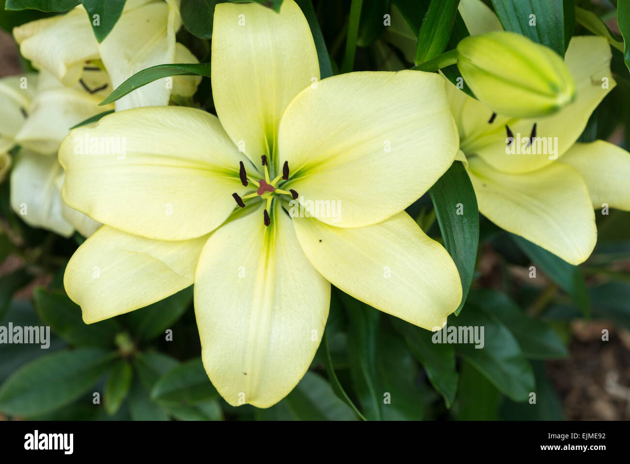 Lilium Trebbiano, green Asiatic lily flower Stock Photo