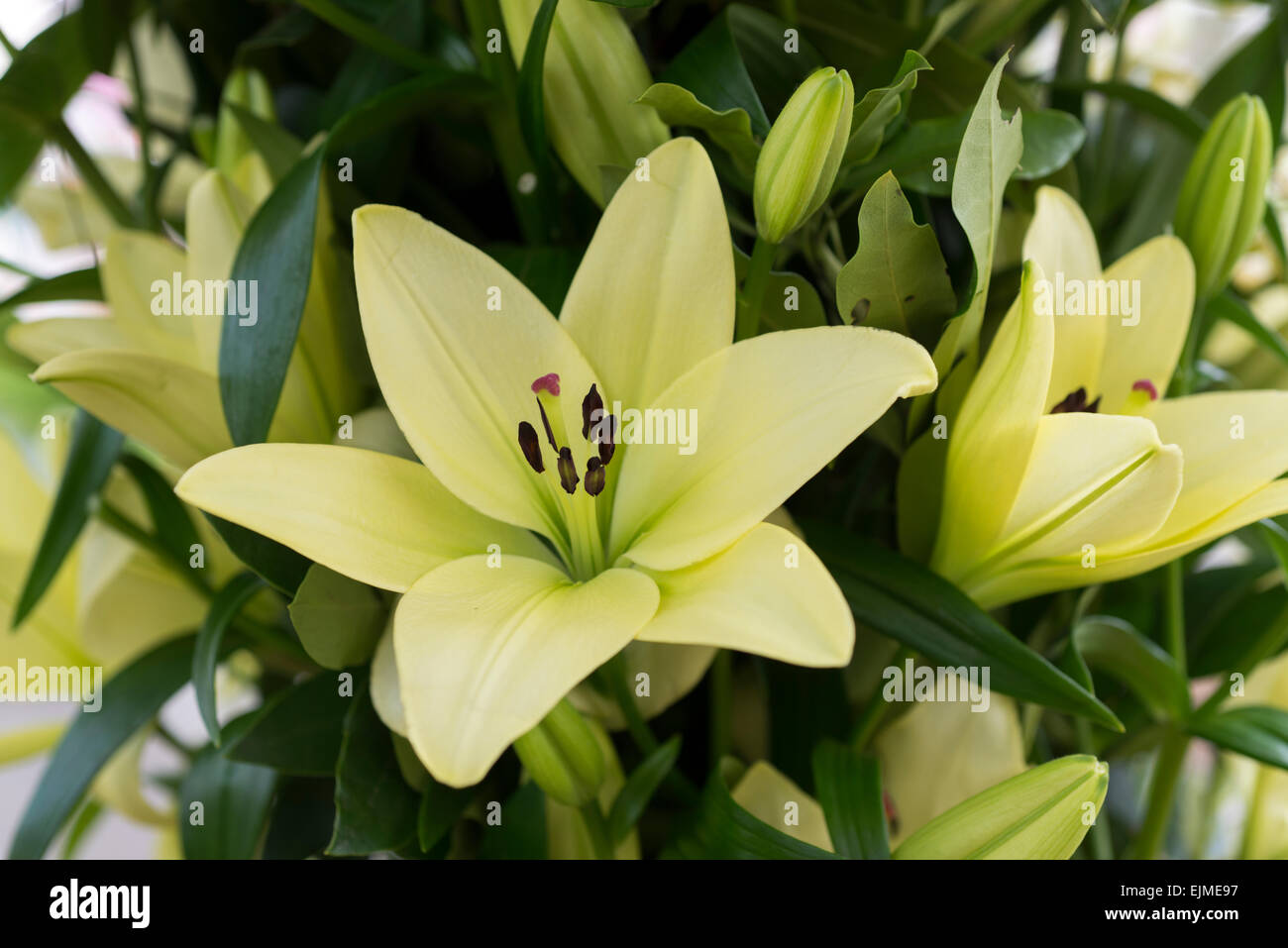 Lilium Trebbiano, green Asiatic lily flower Stock Photo - Alamy