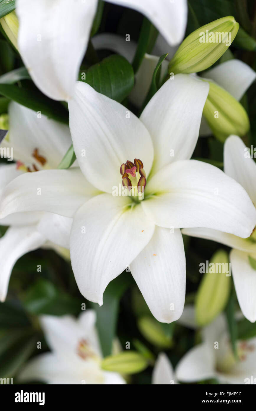 Lilium Bach, white Asiatic lily flower Stock Photo - Alamy