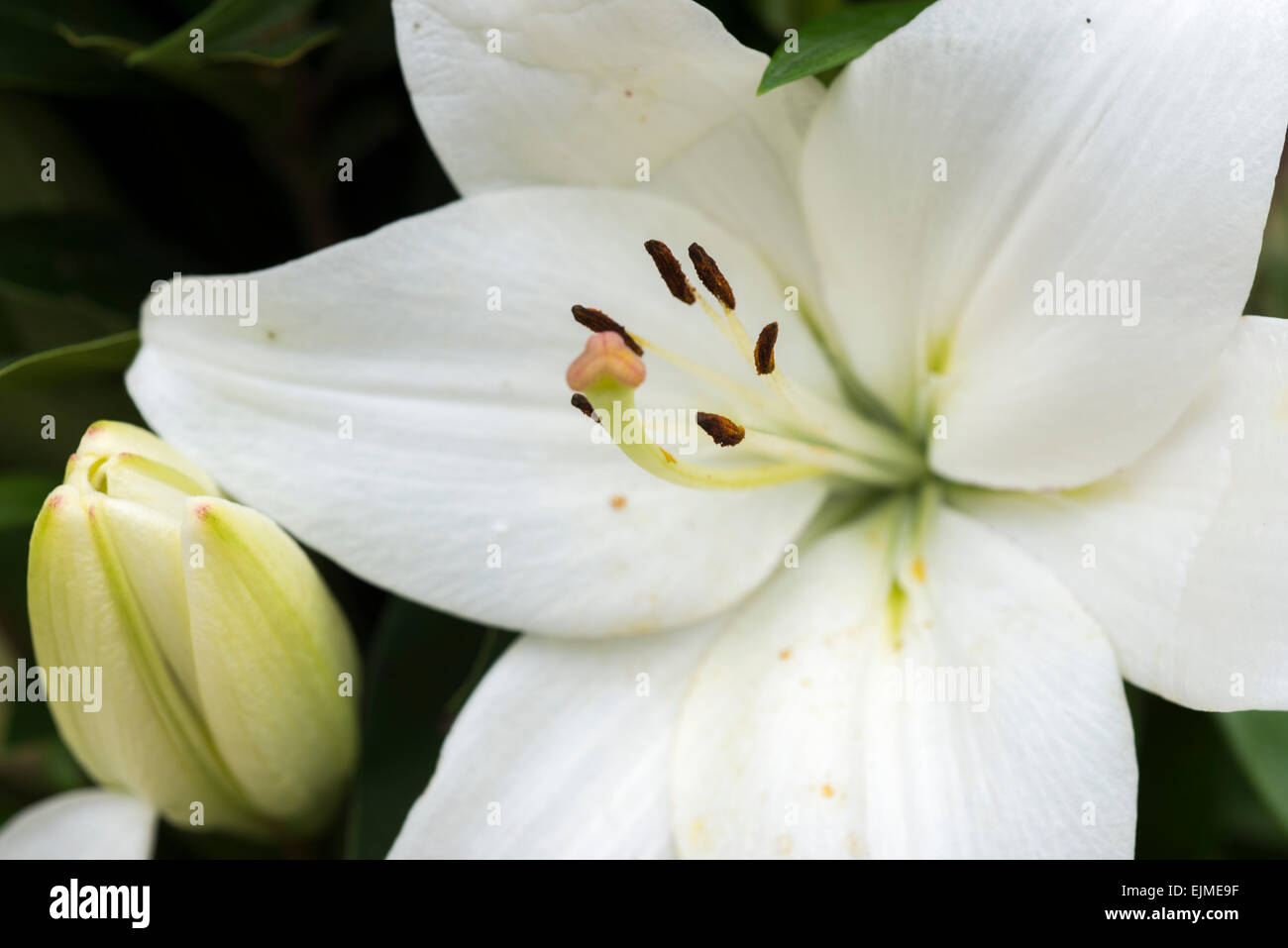 Asiatic hybrid lily hi-res stock photography and images - Alamy