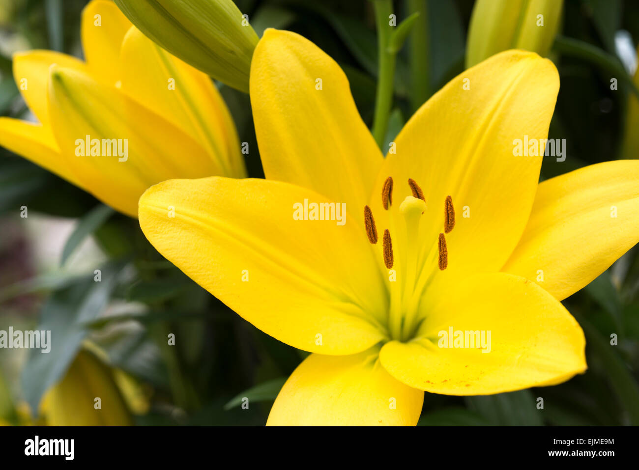Lilium La Nashville, yellow Asiatic hybrid lily flower Stock Photo