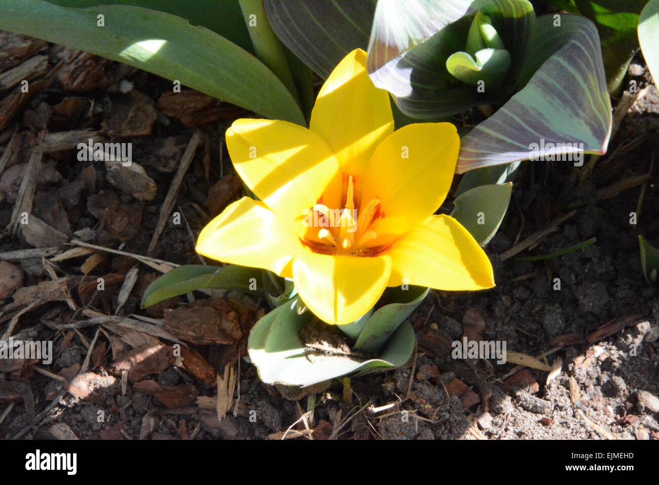 Yellow Tulip blossom on short stem - Albuquerque, New Mexico - USA Stock Photo