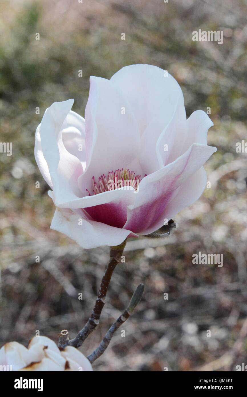 A peek inside of a Magnolia Blossom - Albuquerque, New Mexico - USA Stock Photo