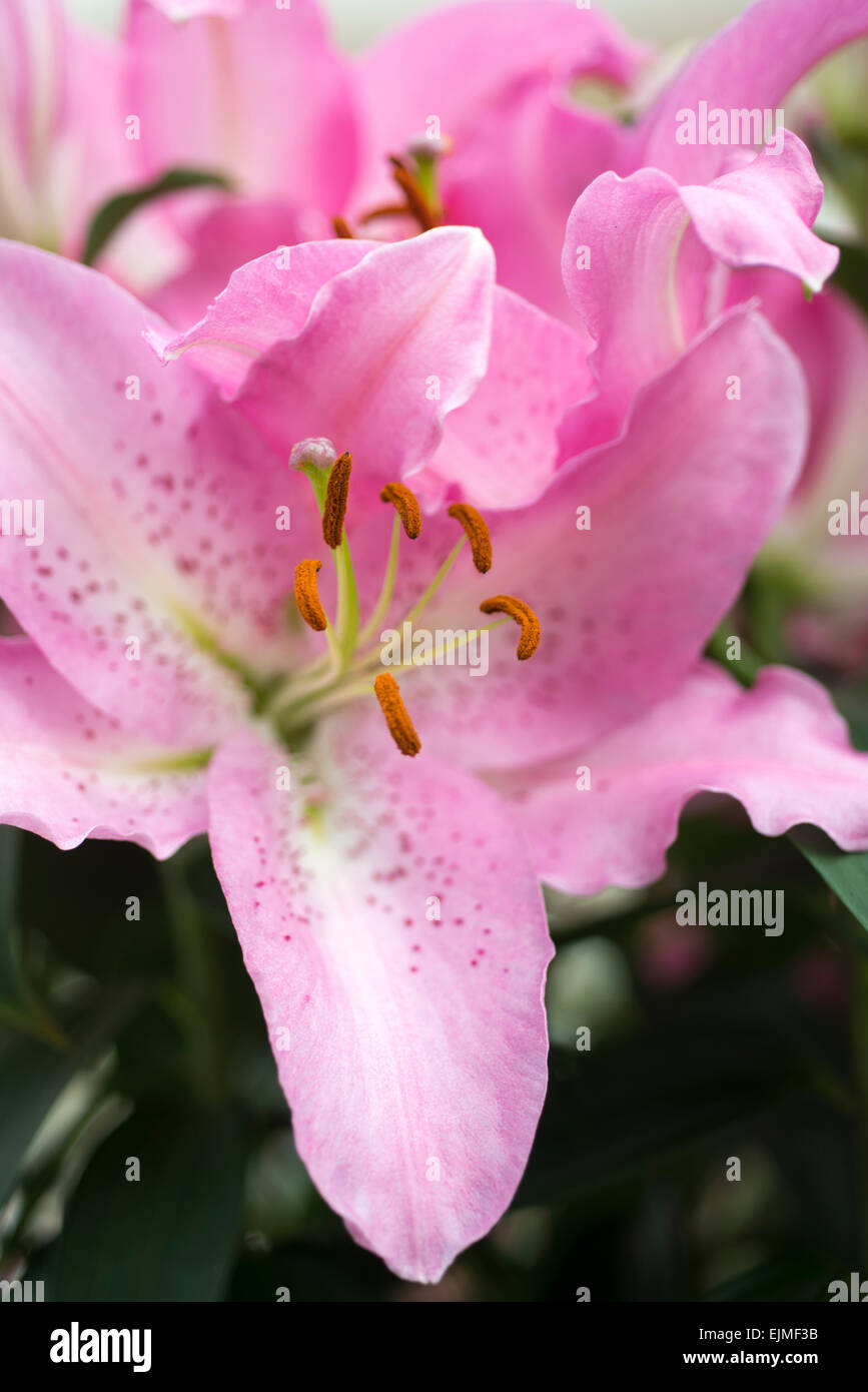 Lilium True Romance, pink Oriental lily flower Stock Photo