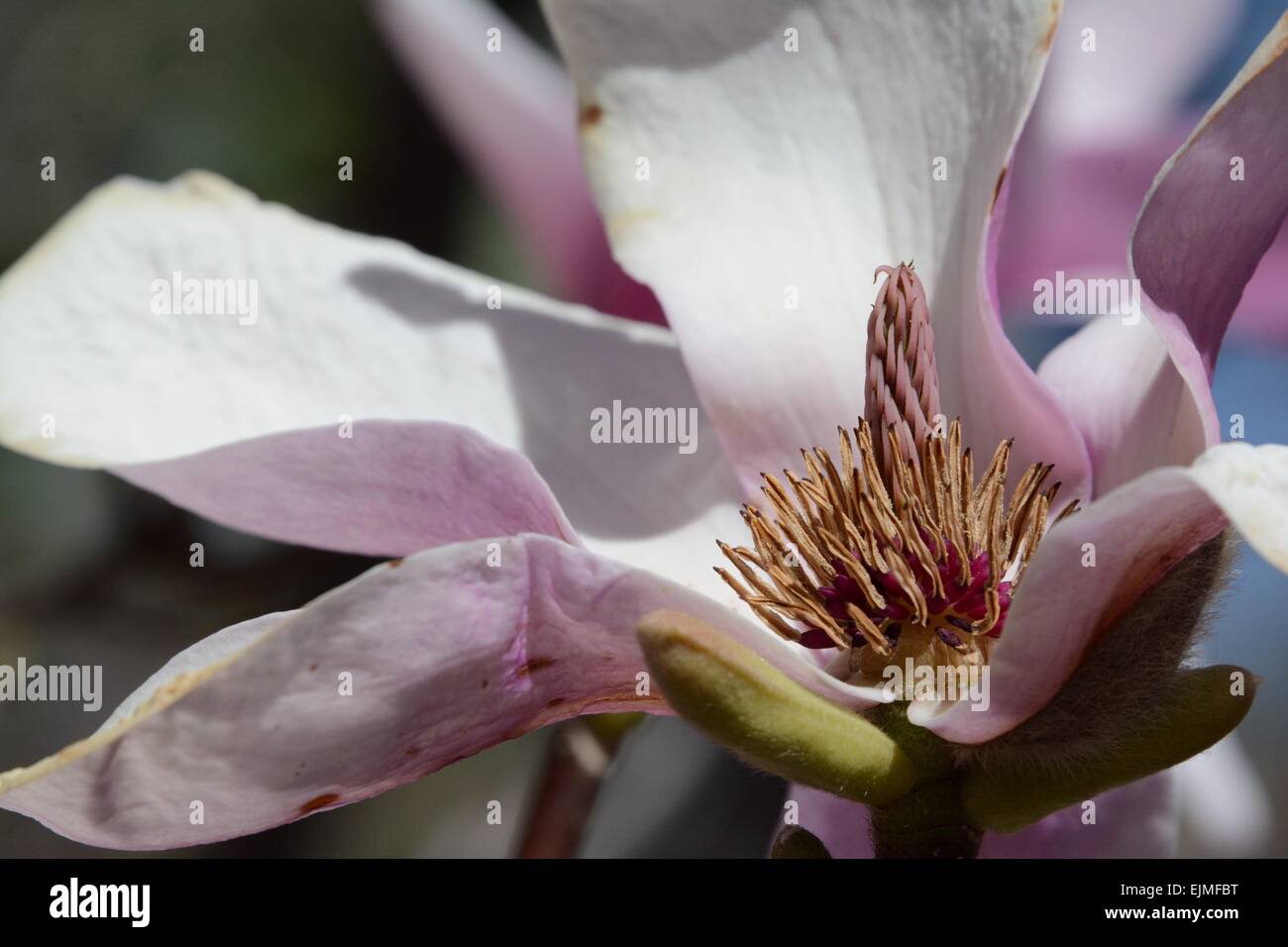 Magnolia Blossoms inner beauty, Albuquerque, New Mexico - USA Stock Photo