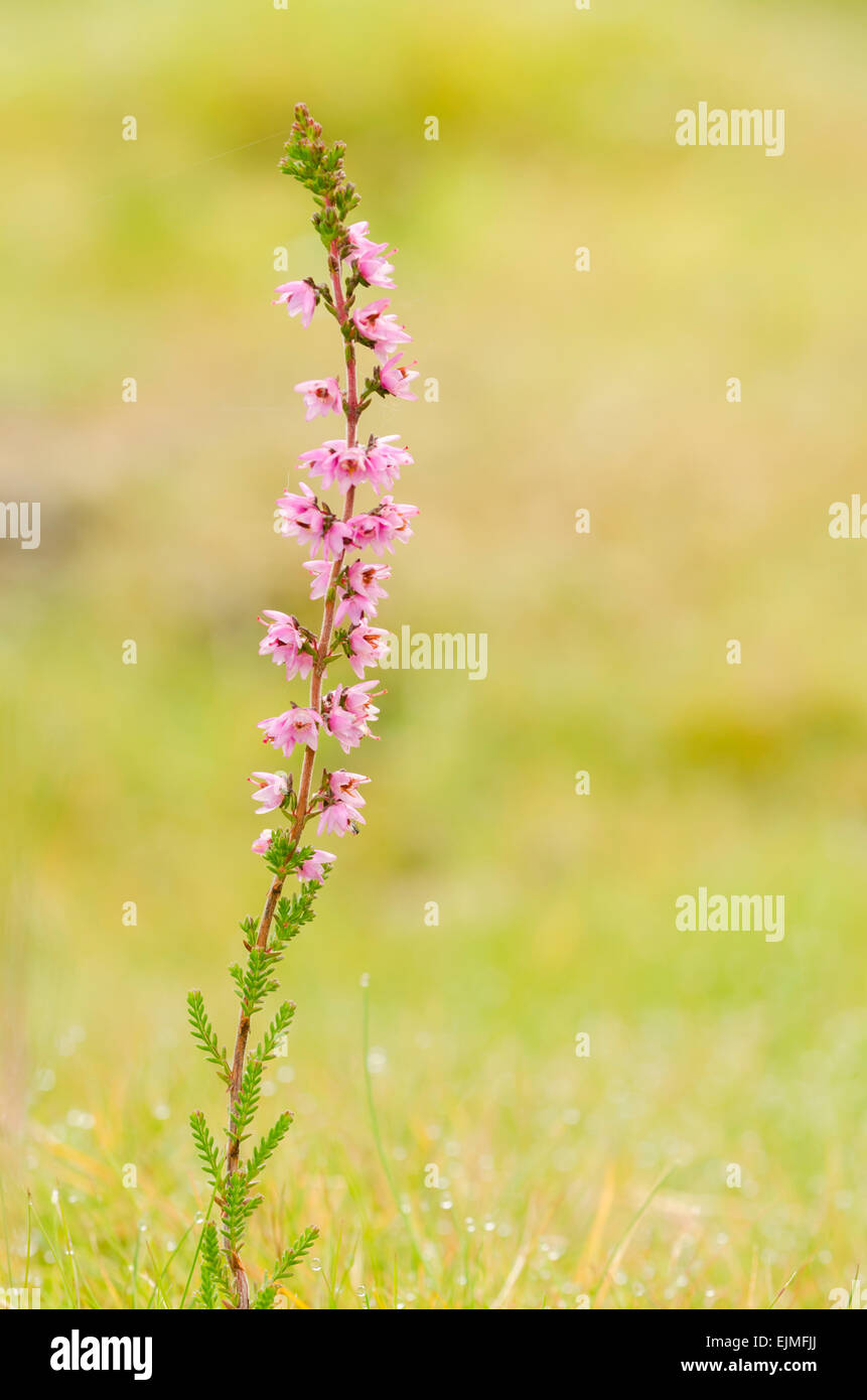 Pink wildflower with a green background Stock Photo