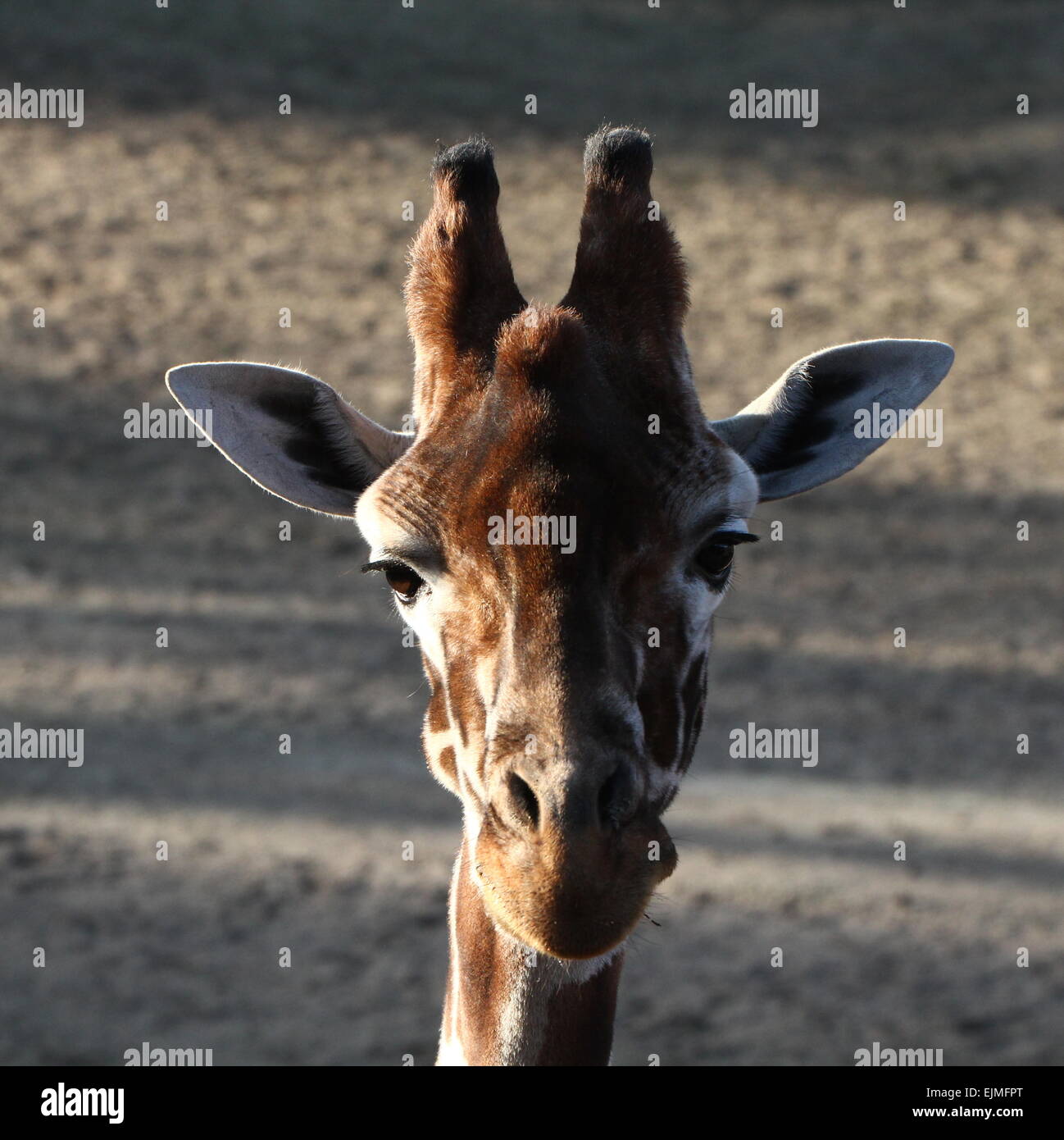 Closeup of the head of a Reticulated or Somali giraffe (Giraffa camelopardalis reticulata), facing the camera Stock Photo