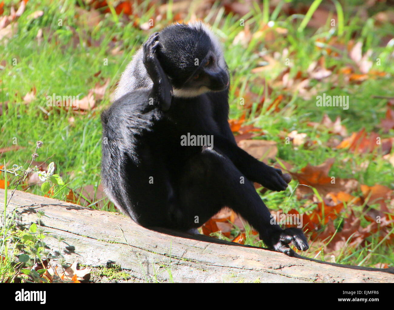 Central African L'Hoest's monkey (Cercopithecus lhoesti) scratching his head Stock Photo