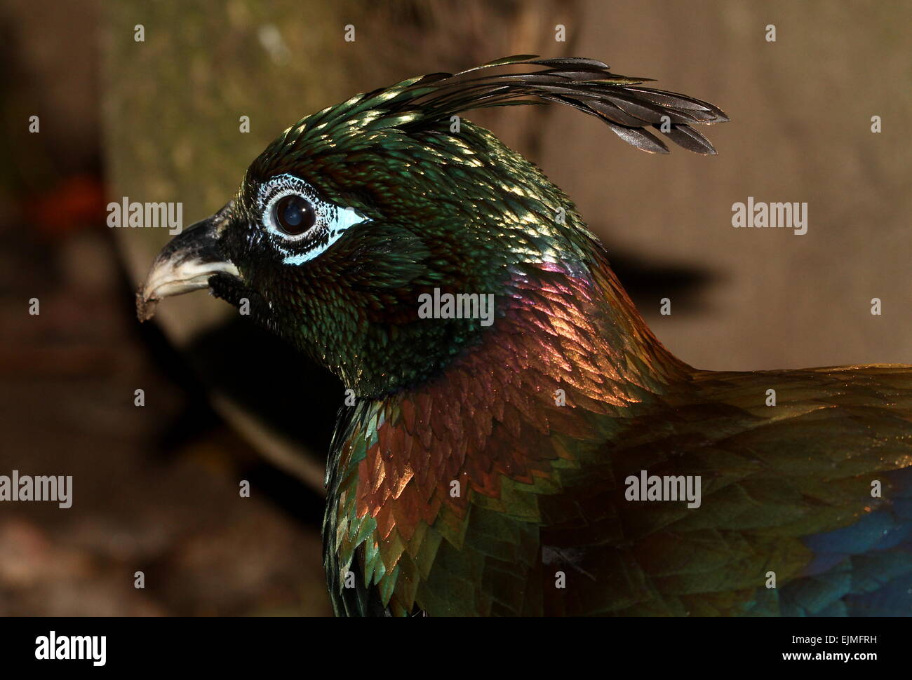 In Profile Close Up Of A Male Himalayan Monal Pheasant Lophophorus Impejanus In Profile Close Up Of A Male Himalayan Monal Pheasant Lophophorus Impejanus