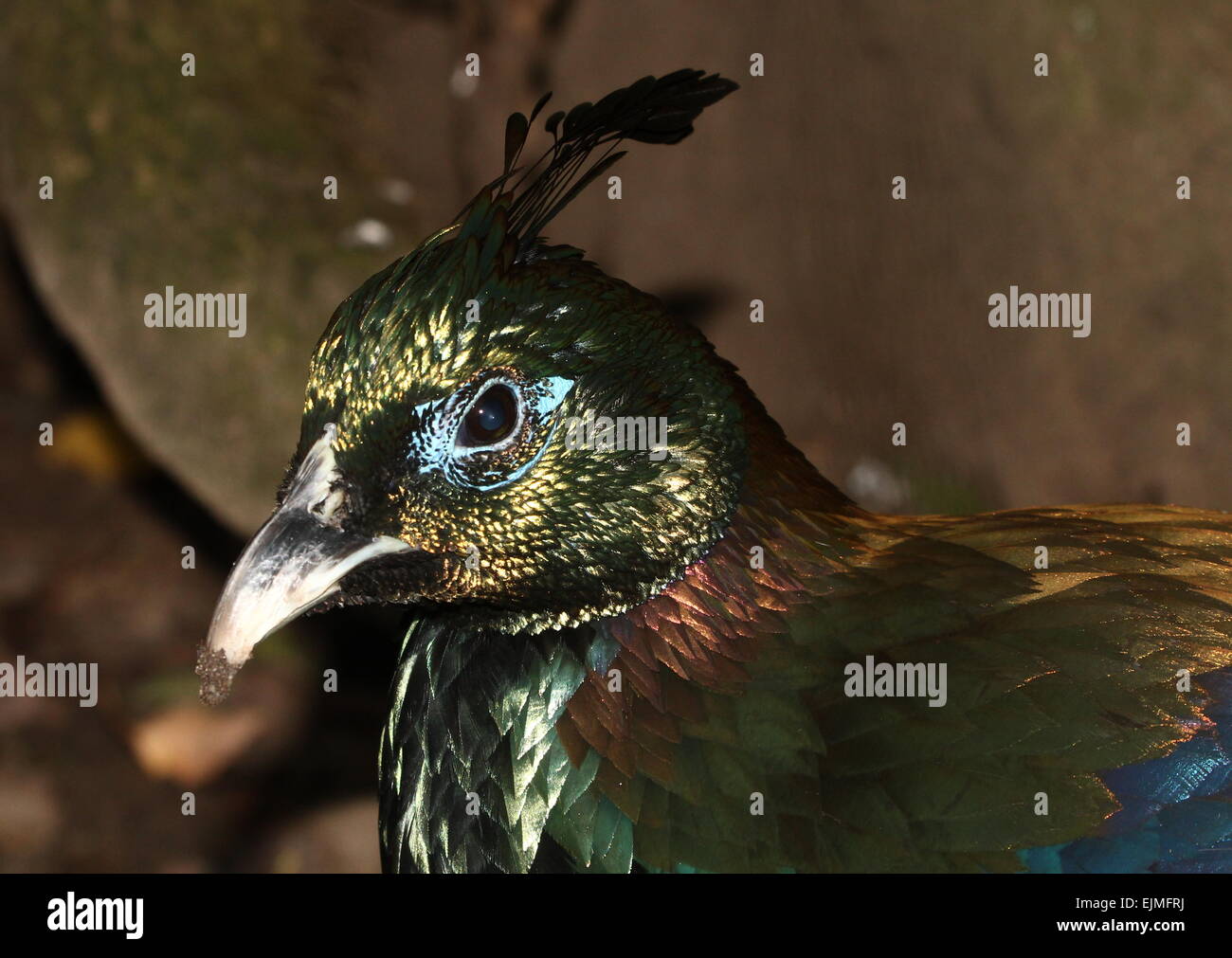 male himalayan monal pheasant male himalayan monal pheasant