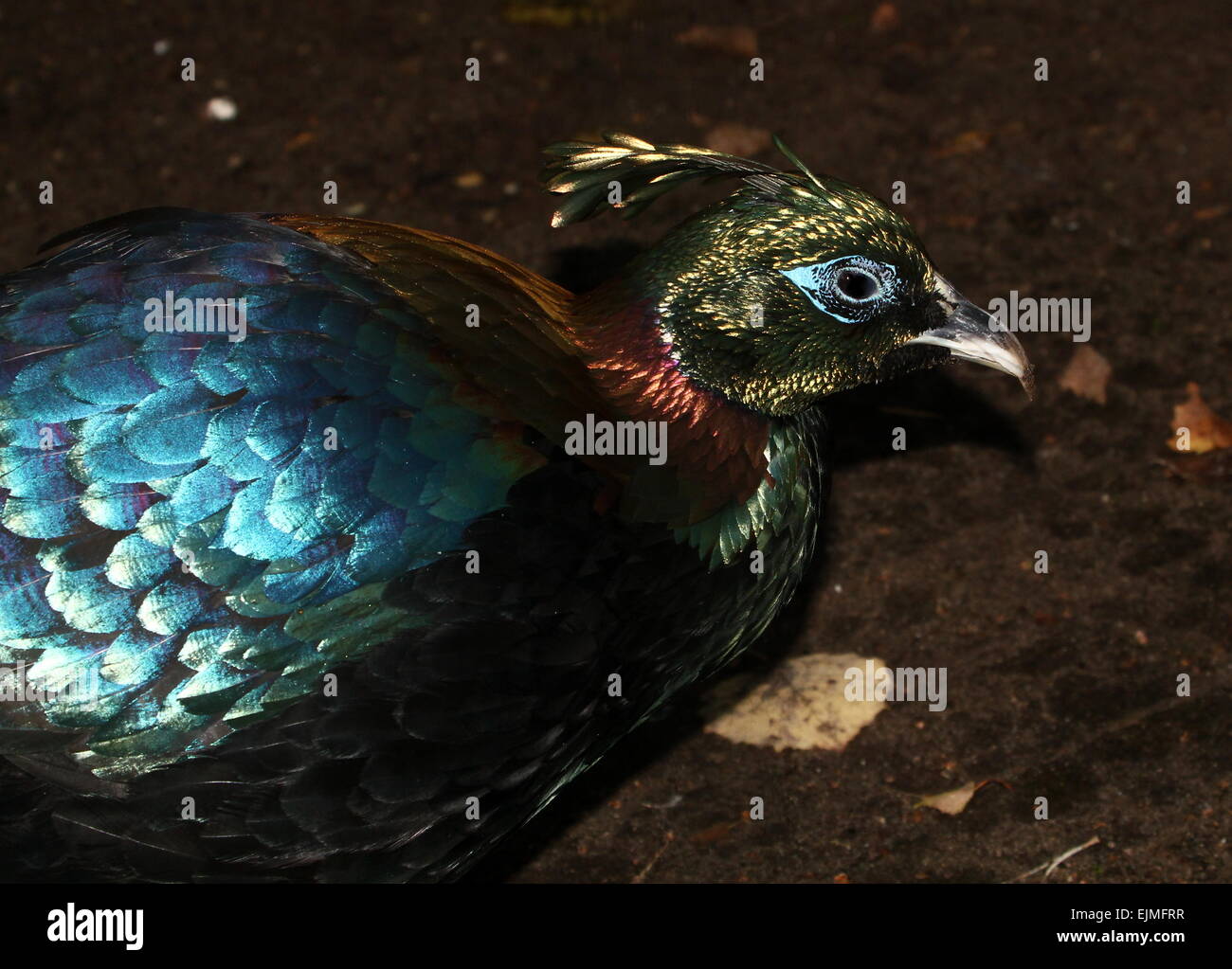 In profile close-up of a Male Himalayan monal pheasant (Lophophorus impejanus), a.k.a. Impeyan Monal or Danphe Stock Photo