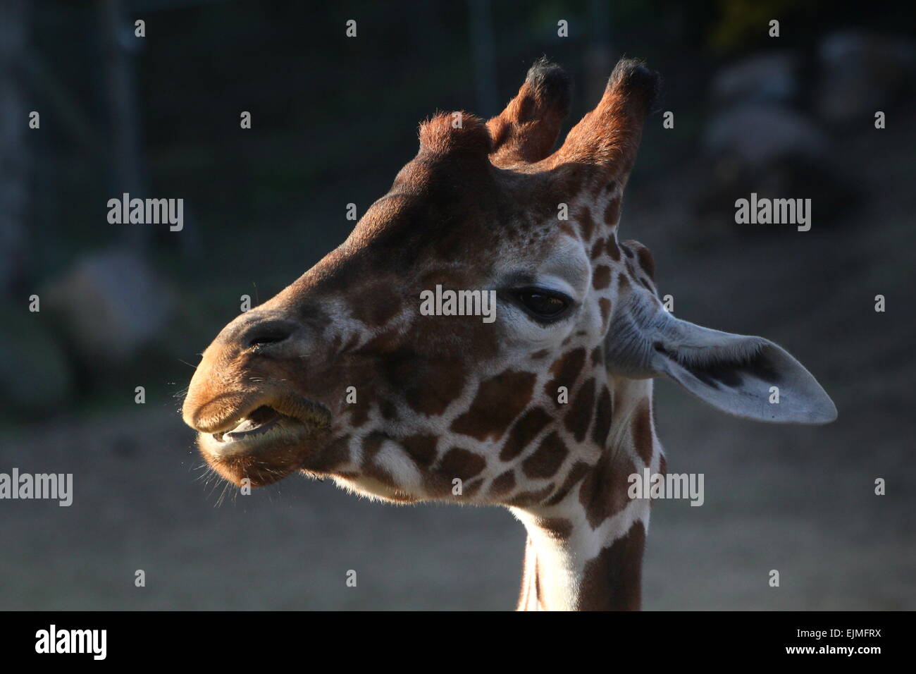 Closeup of the head of a Reticulated or Somali giraffe (Giraffa camelopardalis reticulata) Stock Photo