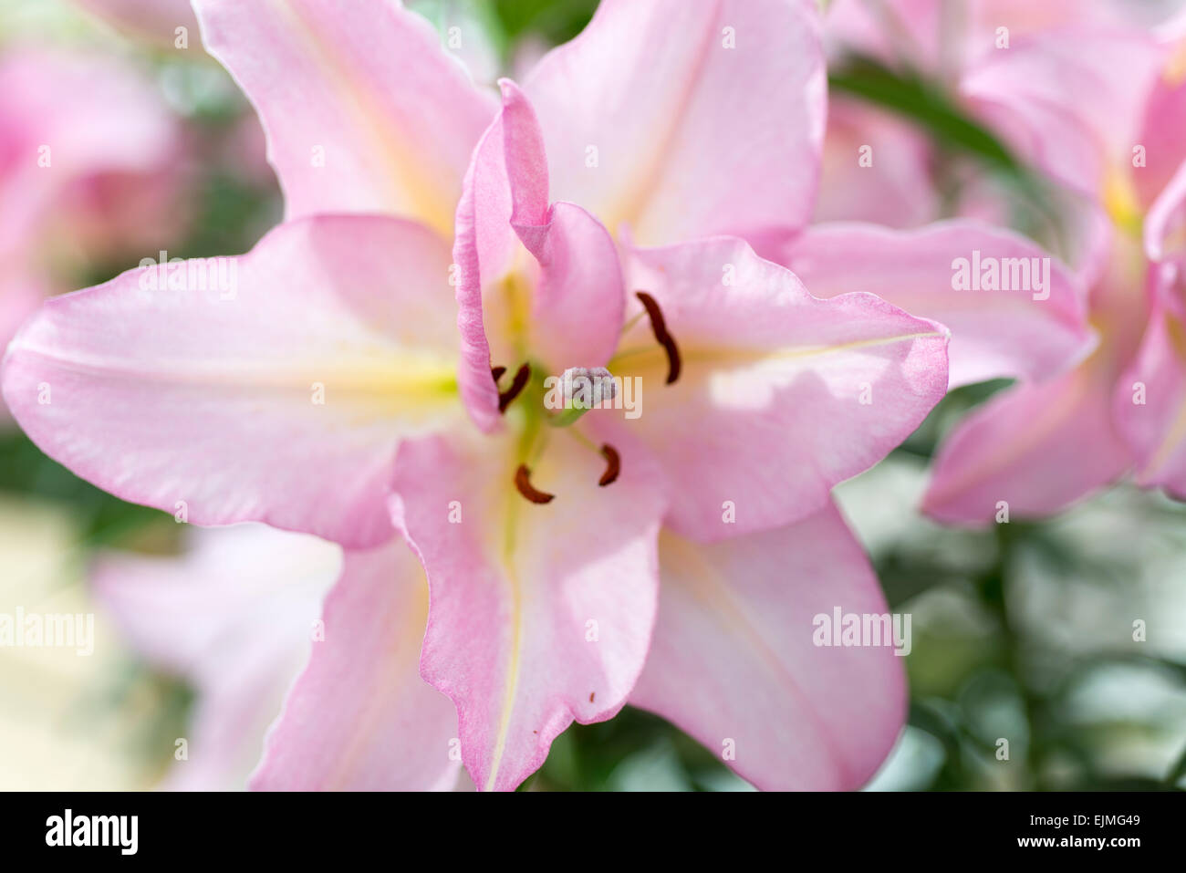 Lilium Sweet Romance, pink Oriental lily flower Stock Photo - Alamy
